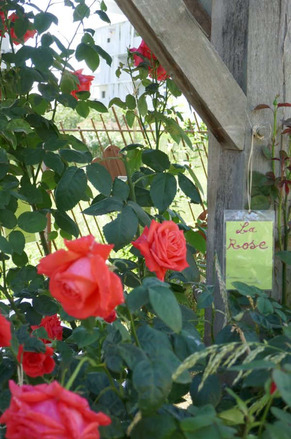 Mots d'Amour au jardin - La Balade des Livres